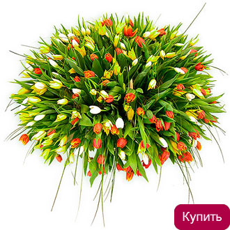 Тюльпаны