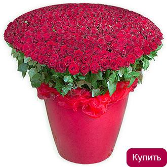 501 красная роза
