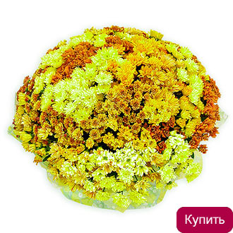Букет из кустовой хризантемы