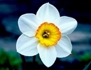 Нарцисс